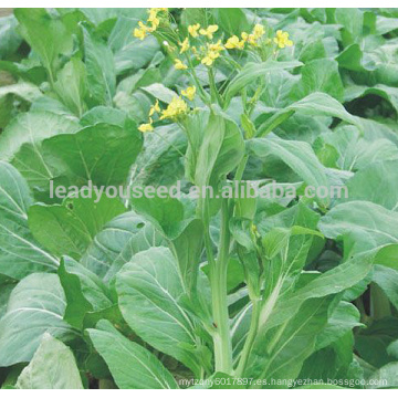 PK22 Las semillas de pakchoi shum no.2 blancas, diferentes tipos de semillas de hortalizas en venta
